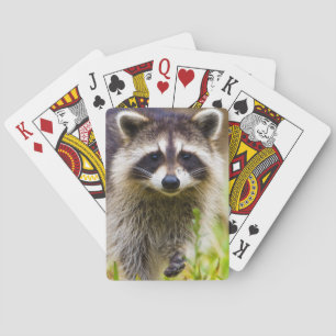 Jeu De Cartes Le raton laveur, Procyon lotor