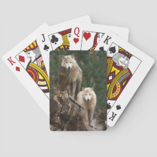 Jeu De Cartes Le royaume des loups blancs