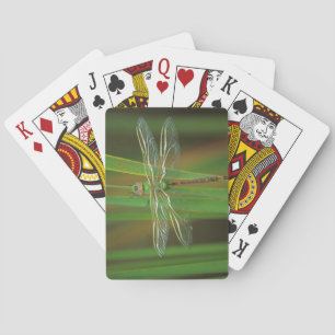 Jeu De Cartes Les Etats-Unis, la Géorgie. Libellule verte de