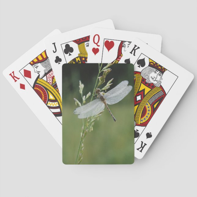 Jeu De Cartes Libellule Darner couverte de rosée (dos)