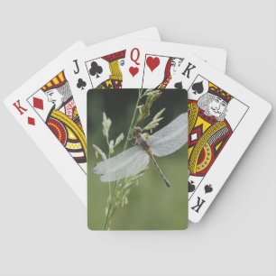 Jeu De Cartes Libellule Darner couverte de rosée