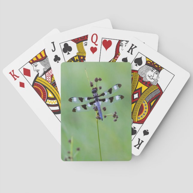 Jeu De Cartes Libellule perchée sur l'herbe, Canada (dos)