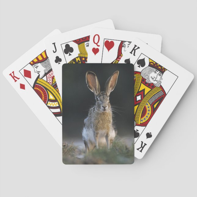 Jeu De Cartes Lièvre à queue noire, Lepus californicus, 2 (dos)