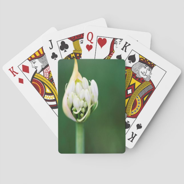 Jeu De Cartes Lily africaine, Praecox d'Agapanthus, Cap (dos)