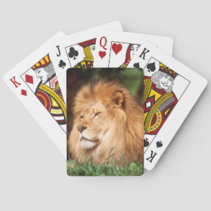 Jeu De Cartes Lion adulte mâle