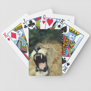 Cartes A Jouer Lion Zazzle Fr