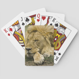 Jeu De Cartes Lion d'Afrique, Panthera leo, allongé endormi