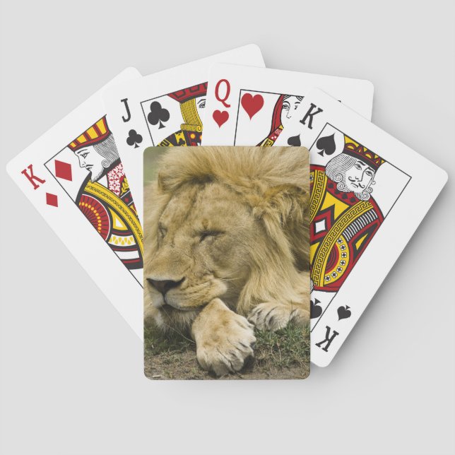 Jeu De Cartes Lion d'Afrique, Panthera leo, allongé endormi (dos)