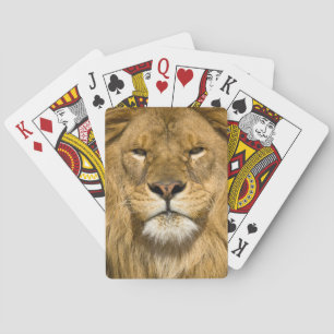 Jeu De Cartes Lion de Barbarie d'Afrique, Panthera leo leo, l'un