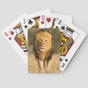 Jeu De Cartes Lion mâle marchant