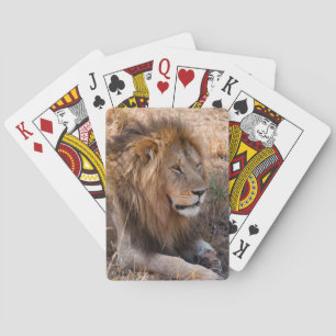 Jeu De Cartes Lion Réserve nationale de Maasai Mara, Kenya