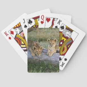 Jeu De Cartes Lionceaux sur une bûche