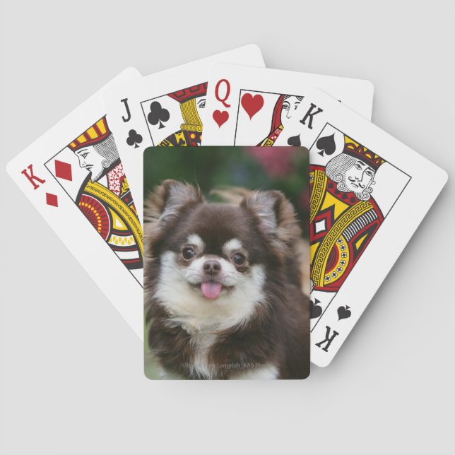 Jeu De Cartes Long Haired Chihuahua Headshot 1 (dos)