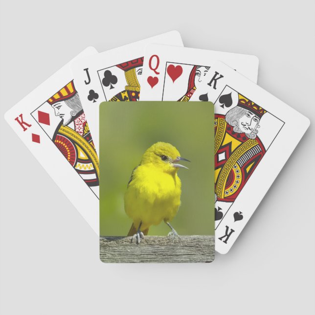 Jeu De Cartes Loriole de verger - Photographie originale (dos)