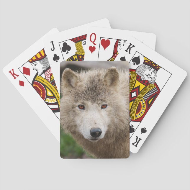 Jeu De Cartes Loup blanc boueux (dos)