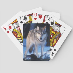 Jeu De Cartes loup gris, Canis lupus, dans les contreforts