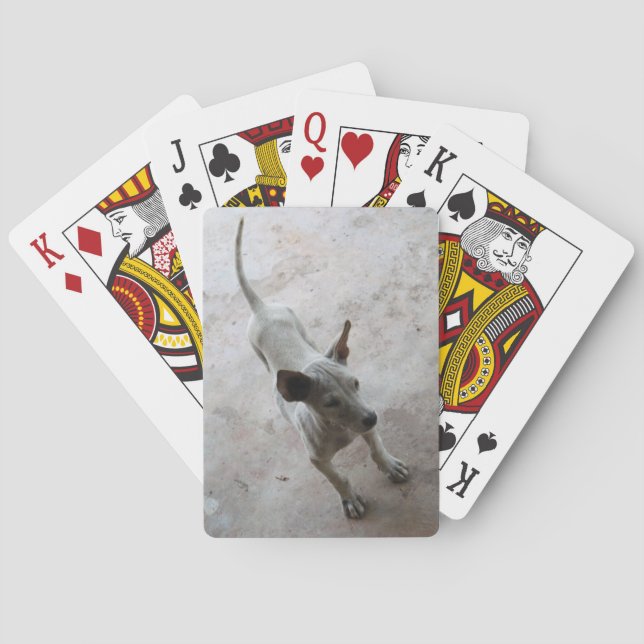 Jeu De Cartes Luk Maa ... Chien chiot thaïlandais Soi (dos)