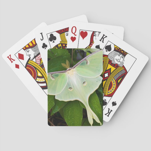 Jeu De Cartes Luna Moth on Carnaby Clematis (dos)