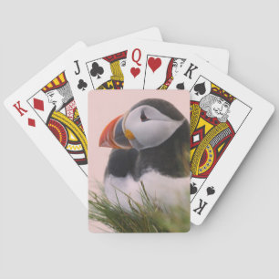 Jeu De Cartes Macareux atlantique (Fratercula arctica)