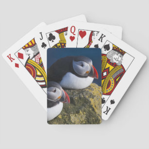 Jeu De Cartes Macareux atlantique (Fratercula arctica) 7