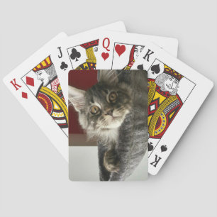 Jeu De Cartes Maine Coon Kitten Jouer Des Cartes