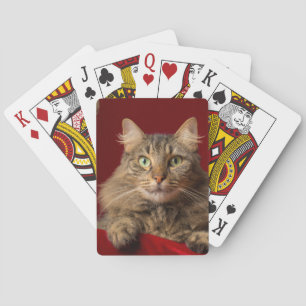 Jeu De Cartes Maine Coon pour Noël avec collectionneur