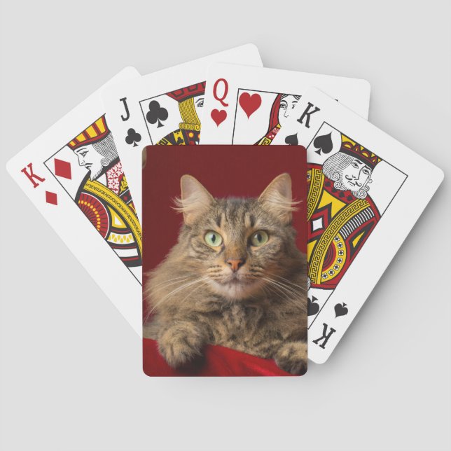 Jeu De Cartes Maine Coon pour Noël avec collectionneur (dos)