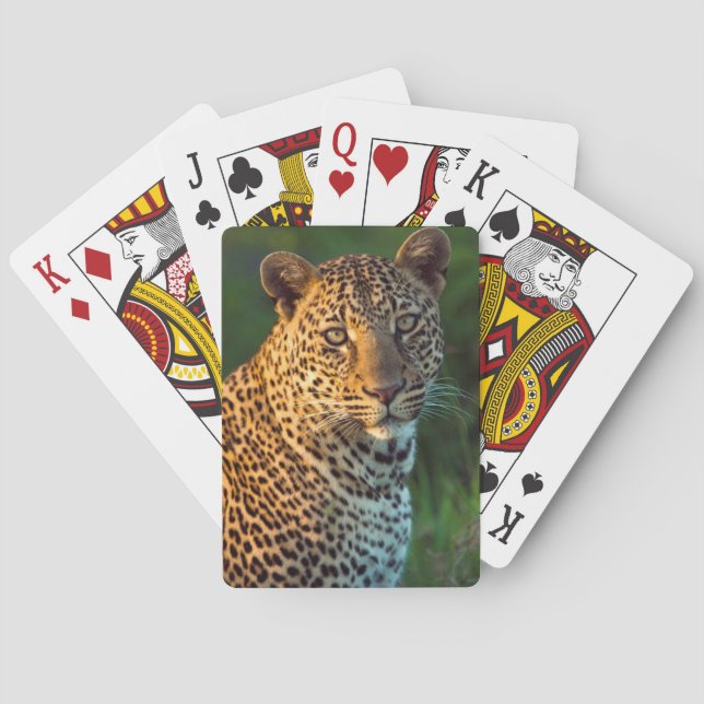 Jeu De Cartes Male Leopard (Panthera Pardus) Full-Grown Cub (dos)