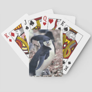 Jeu De Cartes Manchot Oiseau Mignon Animal Noir Blanc Eau