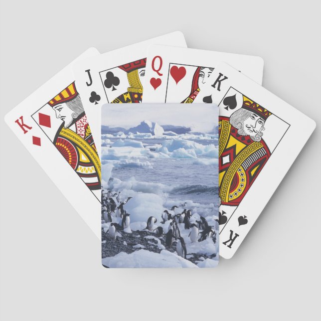 Jeu De Cartes Manchots Adélie Pygoscelis adeliae (dos)