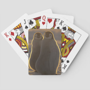 Jeu De Cartes Manchots empereurs