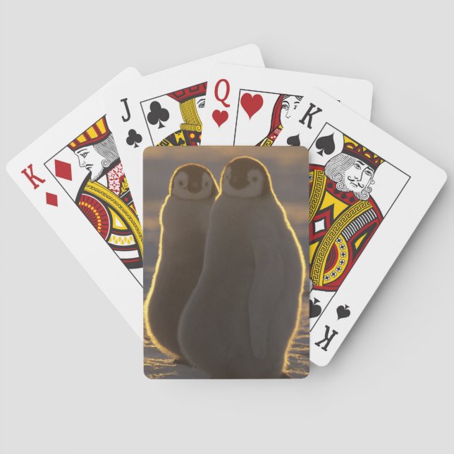 Jeu De Cartes Manchots empereurs (dos)