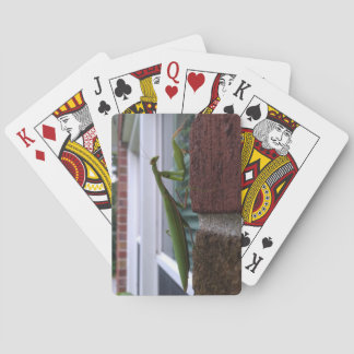 Jeu De Cartes Mante religieuse sur mur de briques