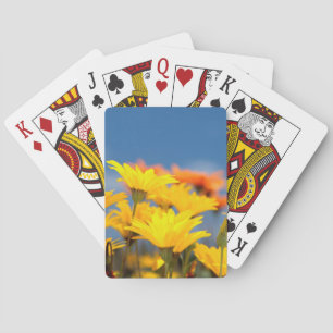 Jeu De Cartes Marguerites Orange Et Jaune De Namaqualand