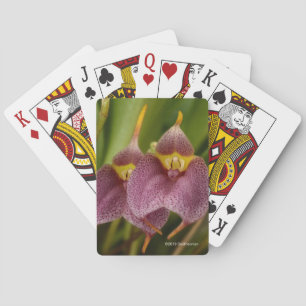 Jeu De Cartes Masdevallia