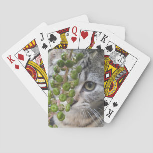 Jeu De Cartes Masquer Kitten