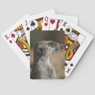 Jeu De Cartes Meerkat