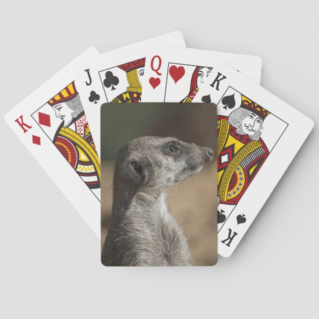 Jeu De Cartes Meerkat (dos)