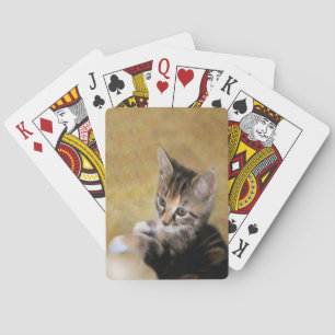 Jeu De Cartes Meet Tiger
