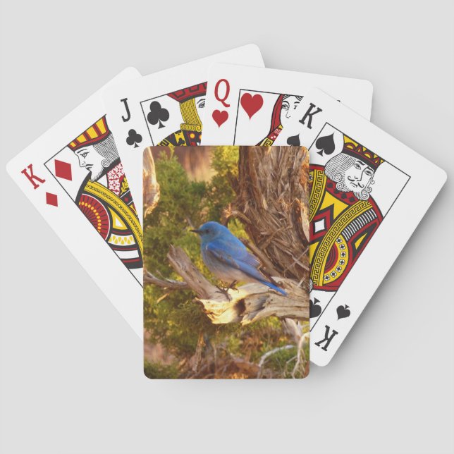 Jeu De Cartes Merlebleu azuré à Arches National Park (dos)