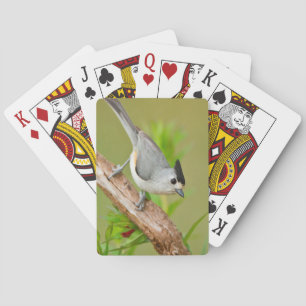 Jeu De Cartes Mésange à crête noire