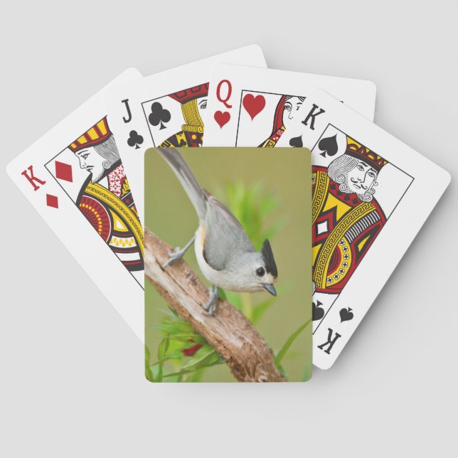 Jeu De Cartes Mésange à crête noire (dos)
