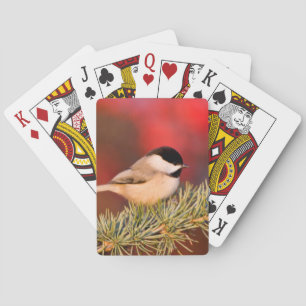 Jeu De Cartes Mésange de Caroline dans un cèdre de l'Atlas bleu