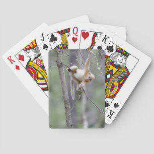 Jeu De Cartes Mignon singe doré au museau retroussé sur des bran