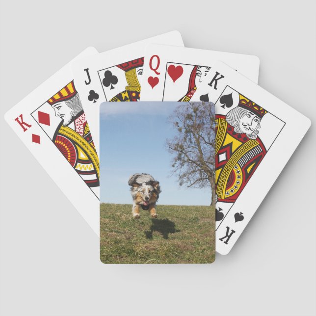 Jeu De Cartes Miniature American Shepherd Blue Merle Jumping (dos)