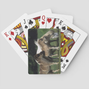 Jeu De Cartes Miniature Mare & Foals 3