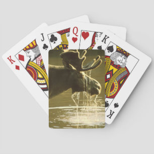 Jeu De Cartes Moose Dipping His Head