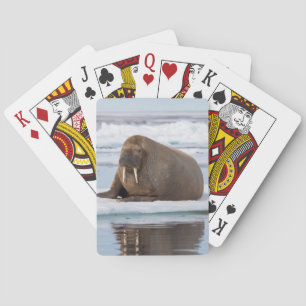 Jeu De Cartes Morse se reposant sur la glace, Norvège