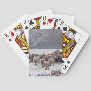 Jeu De Cartes Mouton