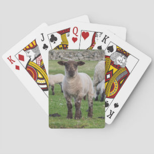 Jeu De Cartes Mouton des Shetland